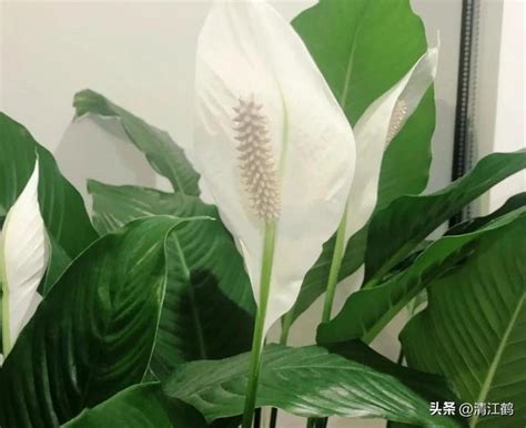 白鶴芋開花|白鶴芋花期完全指南：打造一年四季花開不斷的美麗景象